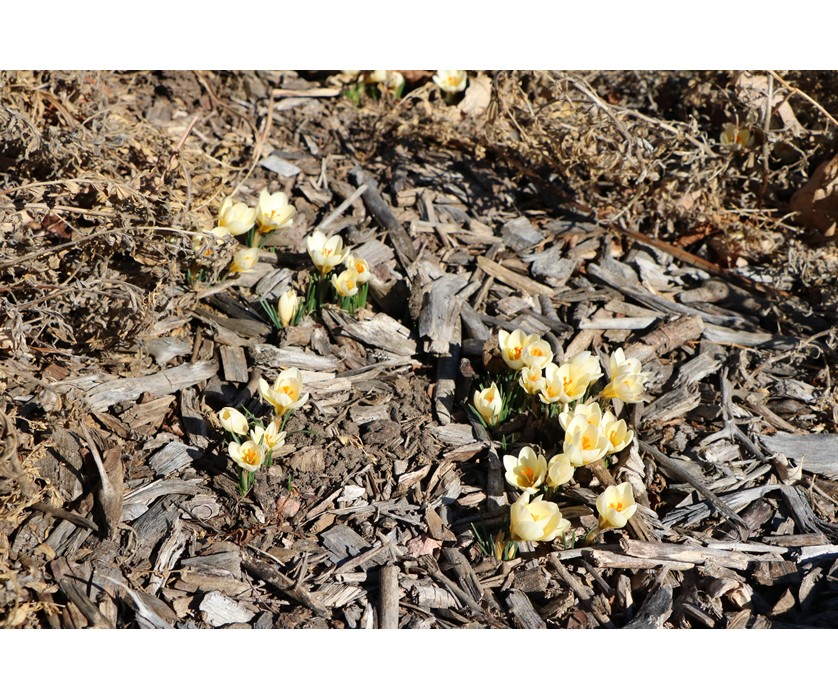 Cream Beauty Snow Crocus